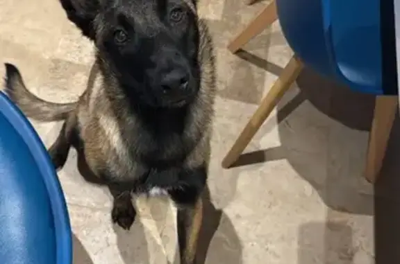 Malinois perdu à Montauroux : contactez-moi - photo