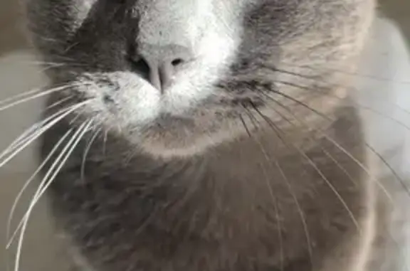 Chat gris perdu, sociable, Rue Pasteur, Pons - photo