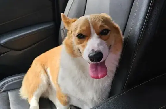 Lost and found pets Billings, photo: Found Dog Near 17th & Iris - Claim Now!