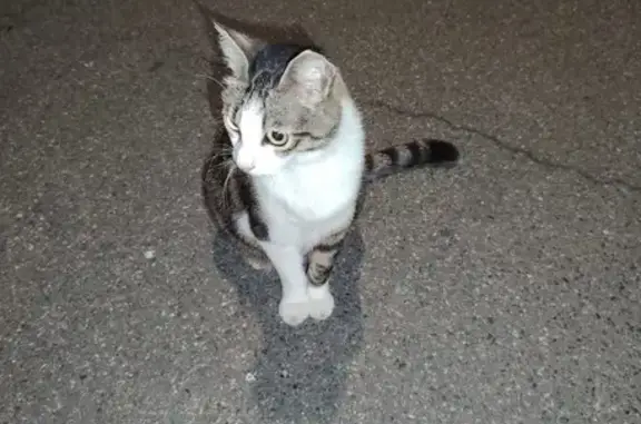 Chatte grise et blanche trouvée à St Agne - photo