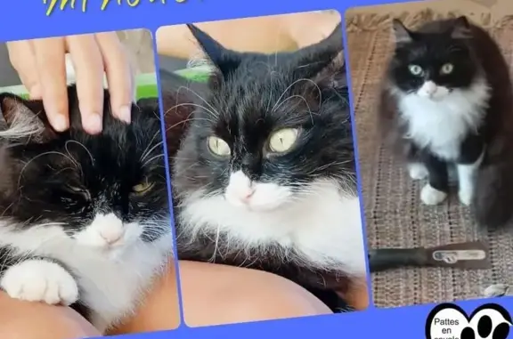 Chat perdu, , photo: Chatte perdue noire/blanche, yeux jaunes verts