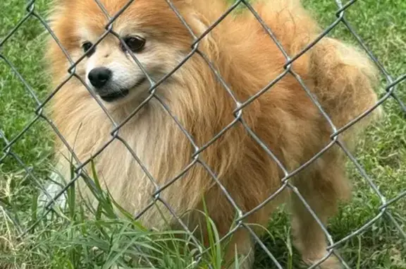 Lost Pomeranian: Friendly, Orange Fur