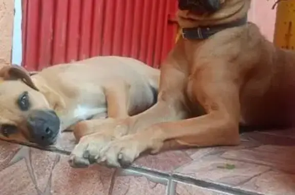 cachorro encontrada