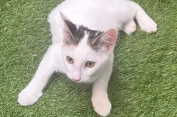 Chatte blanche perdue, queue grise, sociable - photo