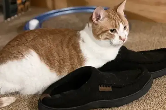 Lost: Spayed White & Orange Cat, 5 Yrs
