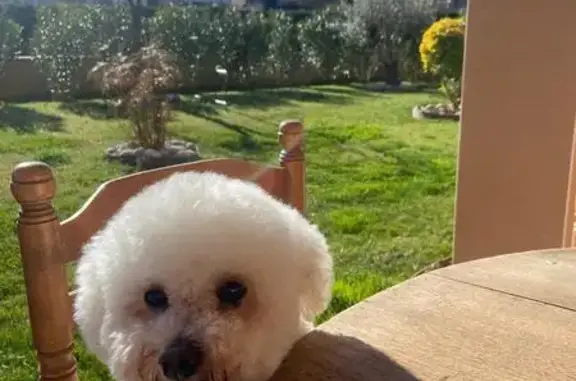 Bichon blanc perdu à Lescure-d'Albigeois - photo