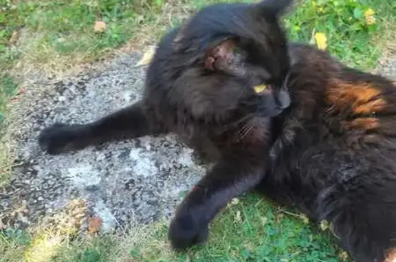 Animaux trouvés Blois, photo: Chat noir trouvé à Blois, rue Henri Daudin
