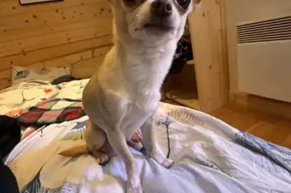Chien beige perdu, tache tête/nuque, Châtellerault - photo