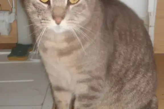 Chat gris tigré perdu à Grabels - photo