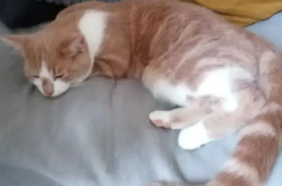Chat perdu, Pontrieux, photo: Chat perdu: roux et blanc, yeux jaunes, Pontrieux