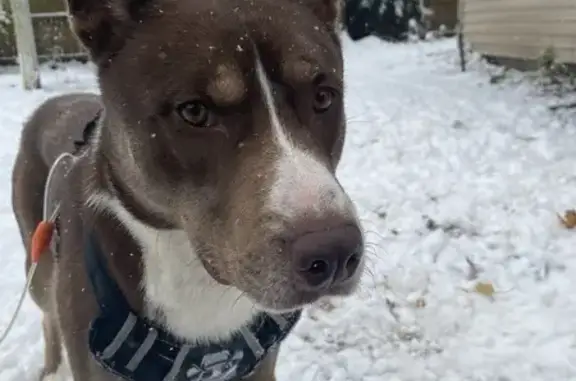 Lost Pitbull Husky Mix in Munster