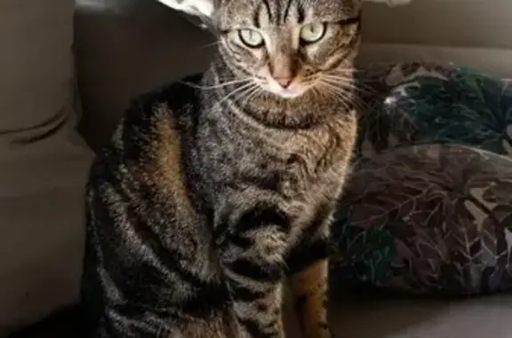 Animaux perdus , photo: Chatte tigrée perdue à Couëtron-au-Perche