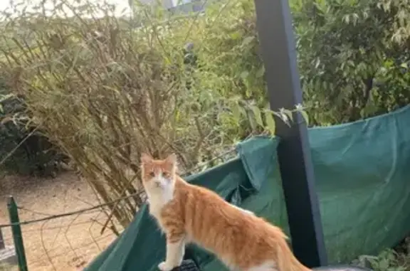 Chat perdu roux et blanc à Sautron - photo