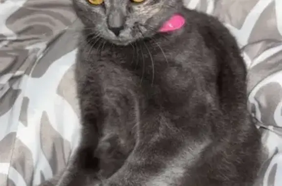 Animaux perdus Thaon-les-Vosges, photo: Chatte grise perdue, collier rose, Thaon
