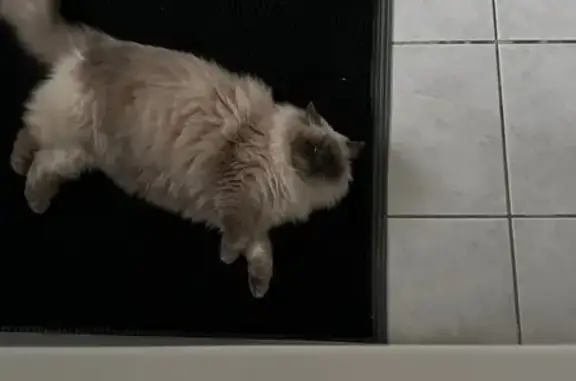 Animaux perdus Saint-Vit, photo: Chatte blanche perdue, poils longs, craintive