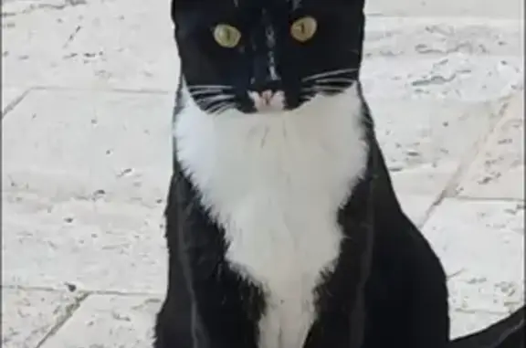 Chat perdu : Zebda, noir et blanc, Le Pouget - photo