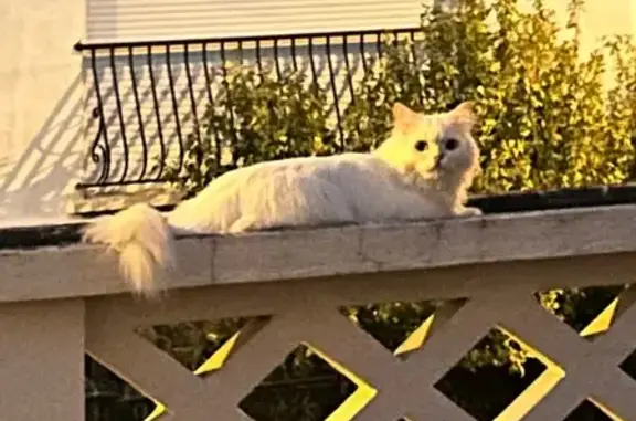 Chat blanc persan perdu à Gerzat - photo