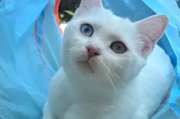 Chat perdu, Tours, photo: Chatte blanche perdue à Tours Nord