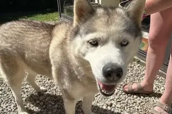 Animaux trouvés , photo: Husky trouvé sur D929 près de Saint-Victor