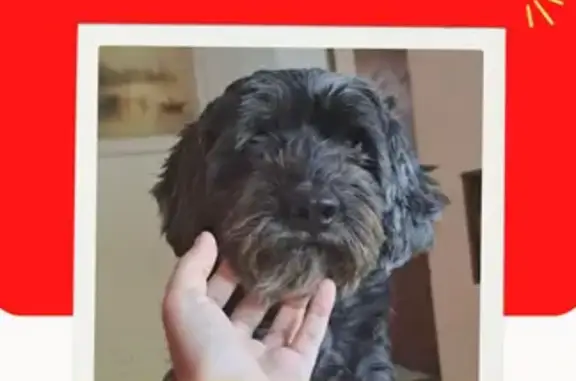 cachorro desaparecida