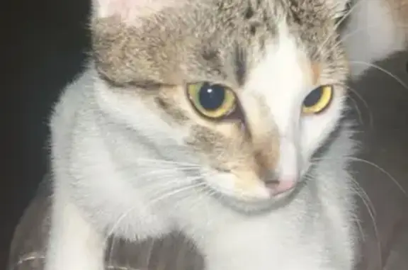 Gato perdido en Torrente - ¡Ayúdanos a encontrarlo!