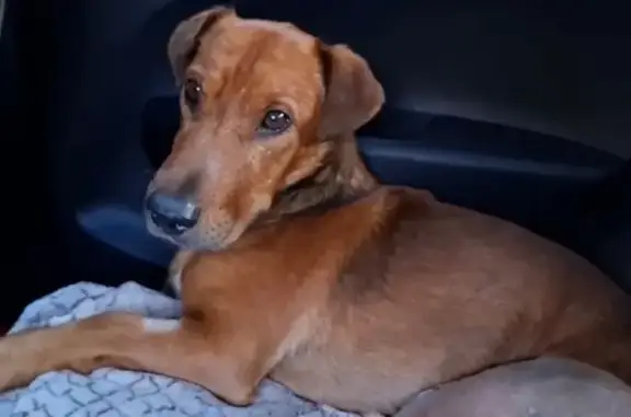¡Ayuda a encontrar a Kenneth, perro perdido!