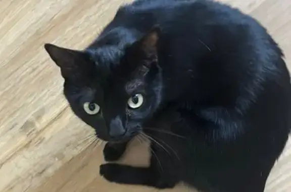Chatte noire perdue à Balaruc-les-Bains - photo