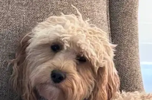 Lost Blonde Dog: Pink Collar in Grantsville
