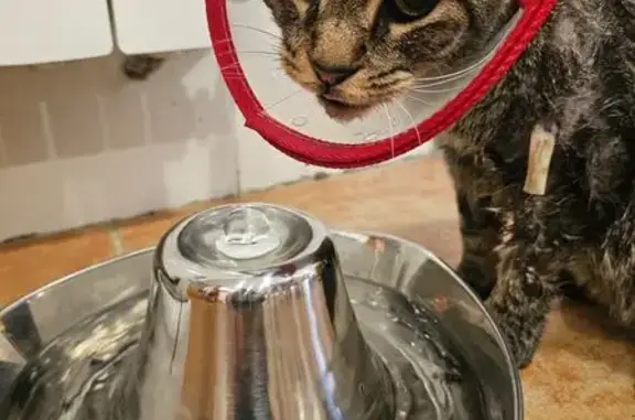 Gatos perdidos, , foto: Urgente: Gato Atigrado Perdido y Herido