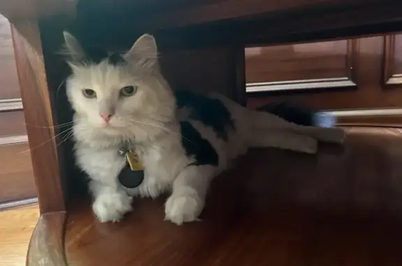 Lost pets , photo: Lost Cow-Patterned Cat: Call 929-371-5128