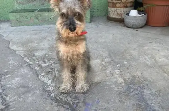Perro encontrado , foto: ¡Schnauzer gris encontrado en Aurrera Iztapalapa!