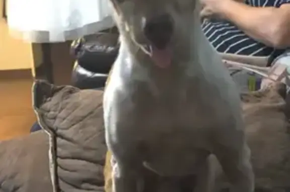 Missing Male Dog in NC: Female Found
