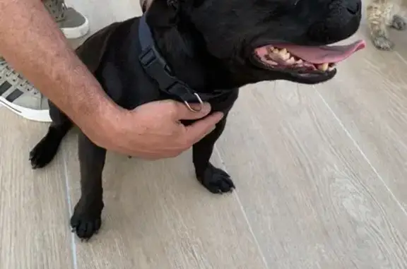 Animaux trouvés , photo: Staffy femelle trouvée, collier bleu, Civrac