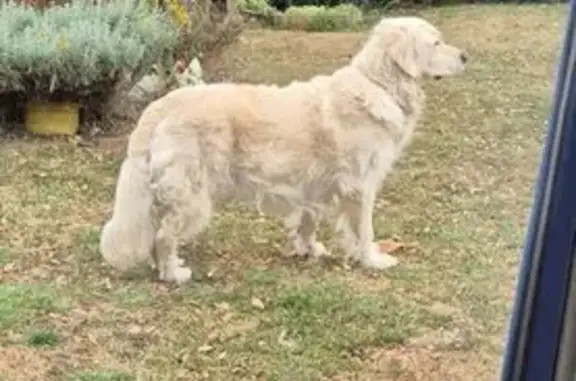 Chien perdu Chauvé, photo : Chien sable perdu, colliers, Rue Bressoreau