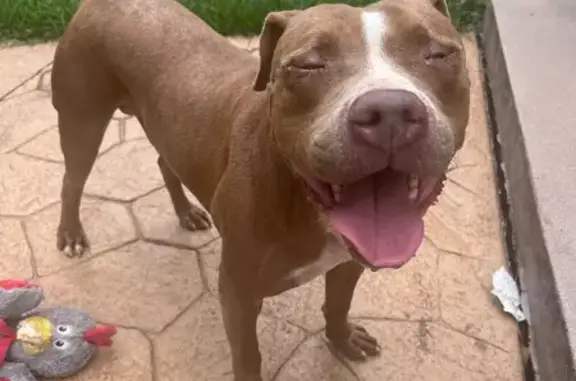 Found dog Chicago, photo: Friendly Found Dog: Allergy Care Needed