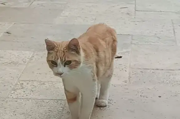 Chat trouvé Roullet-Saint-Estèphe, photo: Chat roux clair trouvé à Roullet-Saint-Estèphe