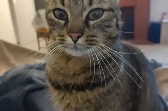 Animaux perdus Le Passage, photo: Chat tigré perdu, Avenue Paul Bême