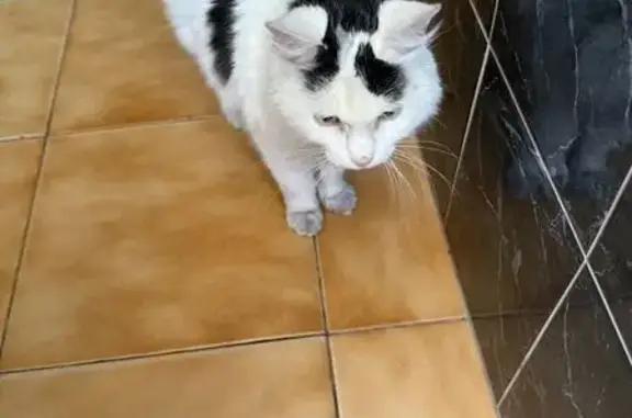 Chat noir et blanc trouvé à Tourcoing - photo