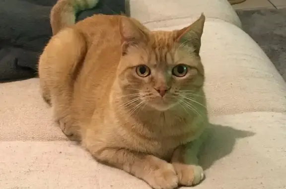 Chat perdu, Saligny, photo: Chat roux perdu, craintif, pucé à Saligny