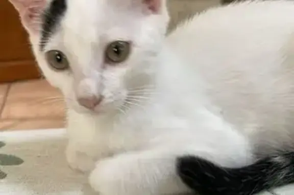 Chat blanc perdu à Auzas, détails noirs - photo