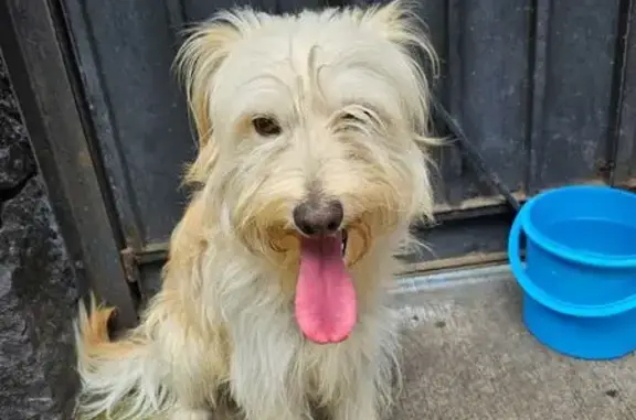 Perro encontrado , foto: Perro Tranquilo Encontrado en Acanceh, CDMX