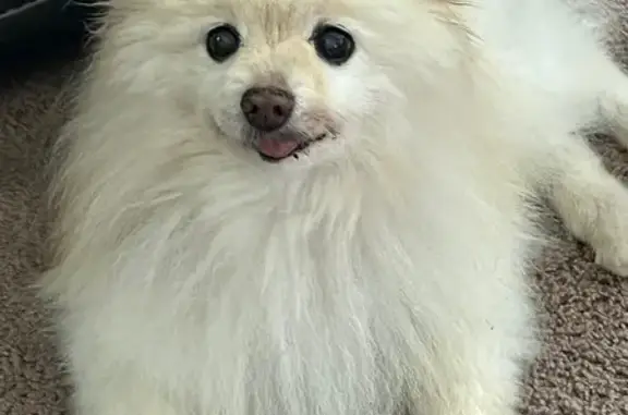 Lost pets Brookfield, photo: Lost Fluffy Dog in Brookfield - Call Now!