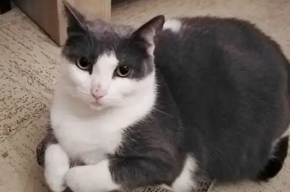 Animaux perdus Guichainville, photo: Chatte perdue Nikki, grise et blanche, diabétique