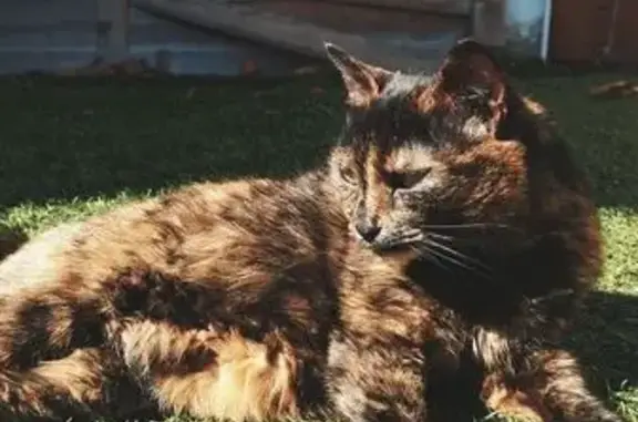 Chatte perdue: Ghalia, écaille de tortue - photo