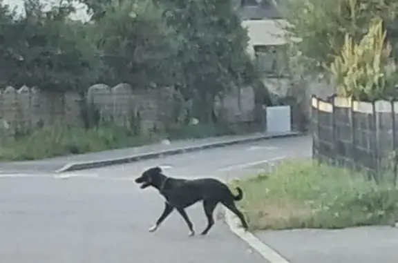 Chien trouvé Brest, photo: Chiens errants à Brest : bâtard noir et golden