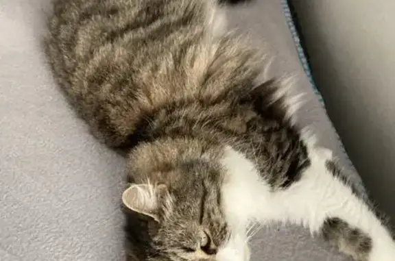 Chat perdu, Dieppe, photo: Chatte perdue, poil long, craintive, Dieppe