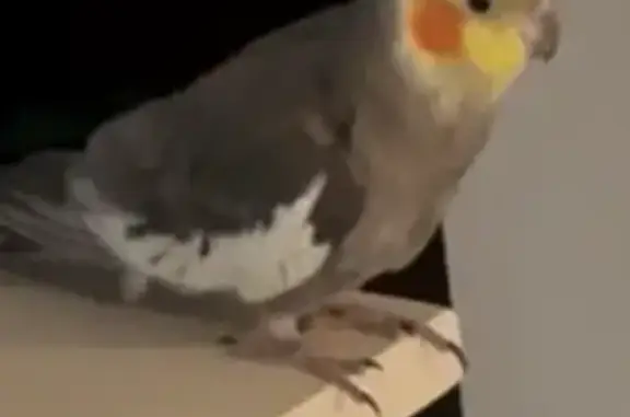 Lost Cockatiel 'Honey' in Mount Barker
