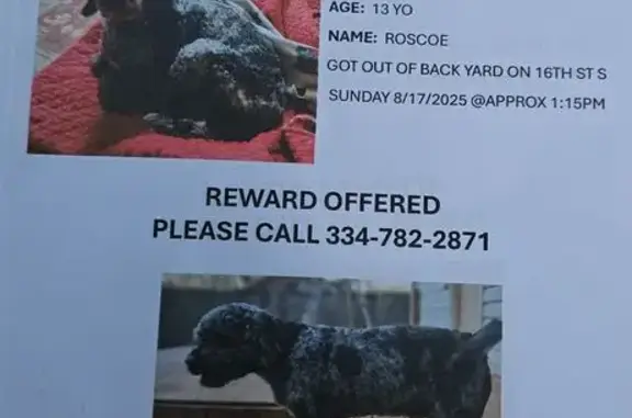 Lost: Senior Merle Cockapoo in Birmingham
