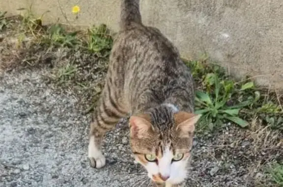 Animaux trouvés Lombron, photo: Chat mâle tigré trouvé à Lombron