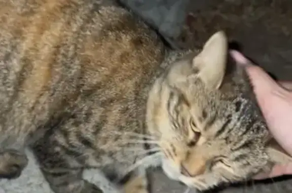 Animaux trouvés Roquebrune-sur-Argens, photo: Deux chats sociables à Roquebrune-sur-Argens